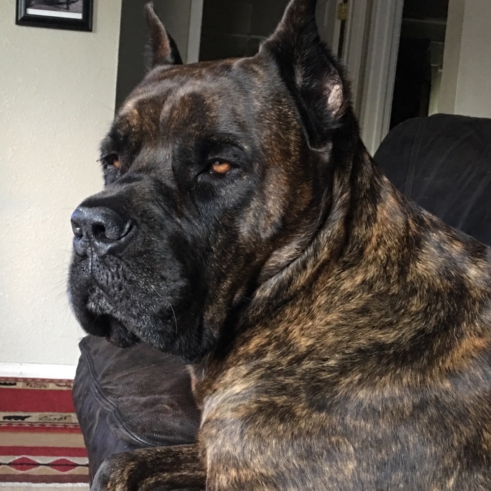 Meet your Posher, Denage